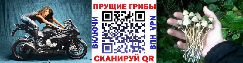 Галлюциногенные грибы Magic Shrooms  Трёхгорный 